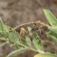 Crotalaria lunulata B.Heyne ex Wight & Arn.
